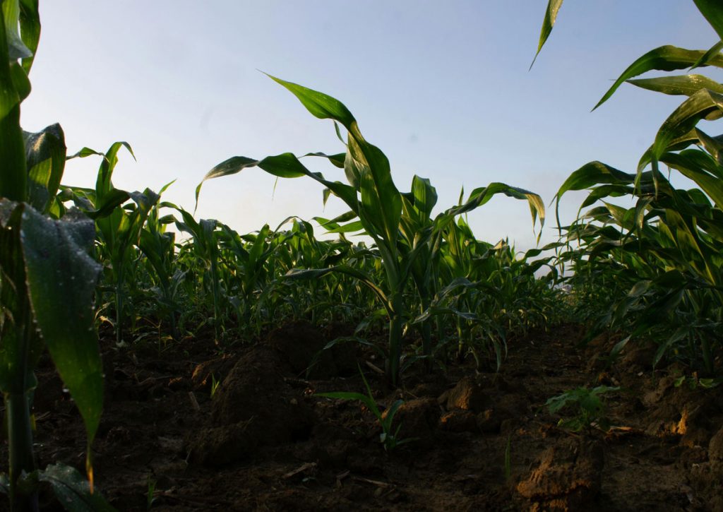 refrigerated container rental